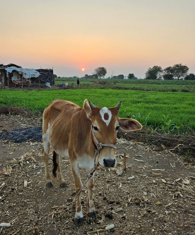 A young calf standing in a farm field at sunset